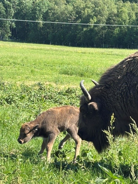 Kalv vid sin mamma