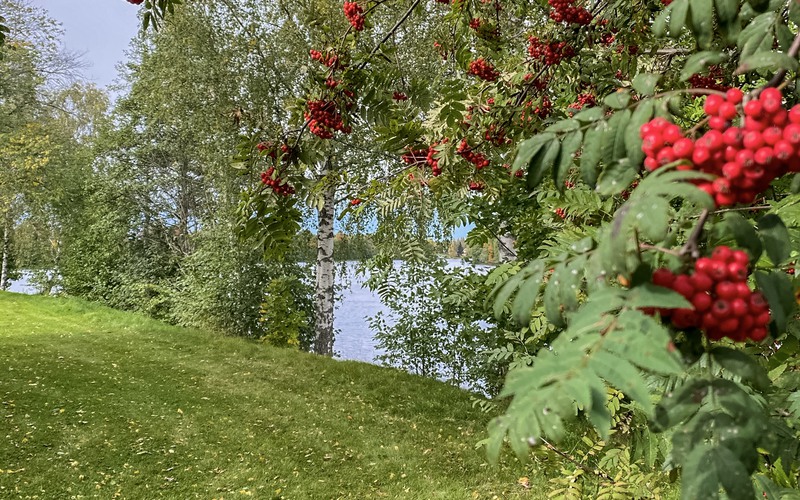 rönnbär