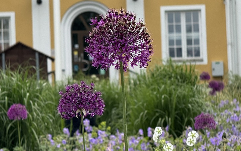 blommor.