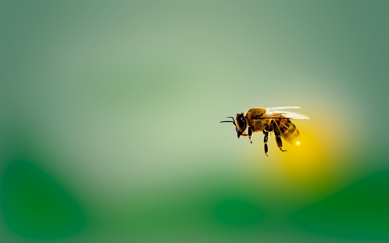 Honungsbi som flyger